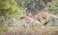 Kangaroos in the wild in Australia