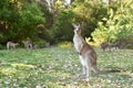 Kangaroos in wild nature