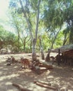 Kangaroos in zoo