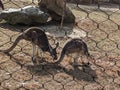 Kangaroos zoo fence Royalty Free Stock Photo