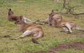 Kangaros resting in Hobart Tasmania