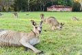 Kangarros in wild nature Royalty Free Stock Photo