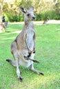 Kangarros in wild nature Royalty Free Stock Photo