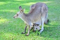 Kangarros in wild nature Royalty Free Stock Photo