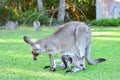 Kangarros in wild nature Royalty Free Stock Photo