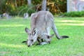 Kangarros in wild nature Royalty Free Stock Photo