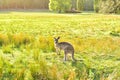 Kangarros in wild nature