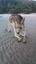 Kangeroo on the beach Royalty Free Stock Photo