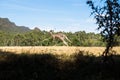 Kangeroo jumping in grassland in the Grampians, Australia Royalty Free Stock Photo