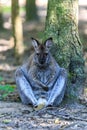 Kangeroo sitting Royalty Free Stock Photo