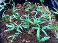 Kangkung or kale green or spincah water plant seeds begin to grow in the polybags