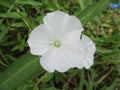 White flower Royalty Free Stock Photo