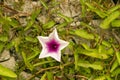 Kangkung, Water spinach, Ipomoea purple aquatica flower Royalty Free Stock Photo