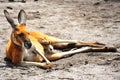 Kangoroo Royalty Free Stock Photo