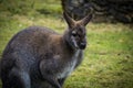 Kangoroo Australia Wildlife enjoying the sunny day