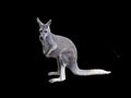 Kangoroo in a black background Royalty Free Stock Photo