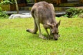 Kangoroo eating on the meadowin morning