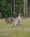 Kangoroo with a joey in the pouch Royalty Free Stock Photo