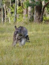 Kangoroo with a joey in the pouch Royalty Free Stock Photo