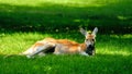 Kangoroo lying on a grass in summer day