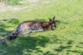 Kangoroo lying in the sun on green meadow