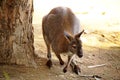 Kangoroo standing on ground near a tree trunk