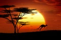 Kangoroo sunset australia Royalty Free Stock Photo