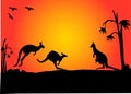 Three kangaroos hopping in the sunset