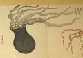 1698 Kangxi Qing Dynasty Octopus The Catalogue of Marine Creatures Nie Huang illustrations Paintings Ocean Life Ancient China