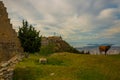 KANINE, ALBANIA: A cow stands at the ruins of the castle of Kanina, on the horizon of the city of Vlora.