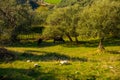 KANINE, ALBANIA: Cows graze in the meadow.