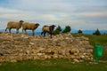 KANINE, ALBANIA: Sheep on the ruins of the fortress walls of Kanine Castle.