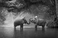 KANJANABURI,THAILAND-JANUARY 30 : Mahout shows playing with an elephant in a river at Sangkhlaburi, Kanjanaburi,Thailand on Januar