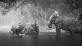 KANJANABURI,THAILAND-JANUARY 30 : Mahout shows playing with an elephant in a river at Sangkhlaburi, Kanjanaburi,Thailand on Januar