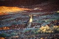 Kagaroo surprised at sunset at the Breakaways Conservation Park, coober pedy, South Australia, Australia Royalty Free Stock Photo