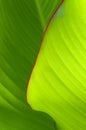 Kanna green leaf Royalty Free Stock Photo