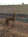kanni or chippiparai hunting dog of India Royalty Free Stock Photo