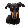 Kanni, Maiden`s Beastmaster, Chippiparai dog digital art illustration isolated on white background. South India origin scenthound Royalty Free Stock Photo