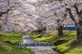 Kannonji-gawa River Cherry Trees in Fukushima, Japan Royalty Free Stock Photo