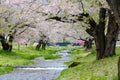 Kannonji River, beautiful sakura cherry blossoms in pink color full blooming ,the river level passing along tje bridge ,sakura tre