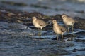 Kanoet, Red Knot, Calidris canutus Royalty Free Stock Photo