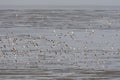 Kanoet, Red Knot, Calidris canutus