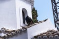 Peacock on the Greek orthodox Chapel on the Mouse Island on the Greek Island of Corfu Royalty Free Stock Photo