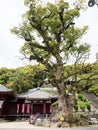 Big tree on the shared grounds of Kannonji and Jinnein, temples 68 and 69 on
