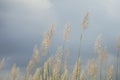 Kans Grass, saccharum spontaneum, white fluffy flower on cloudy sky