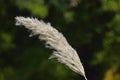 Kans Grass, Saccharum spontaneum is a grass native to South Asia