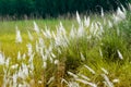 Kans grass , Saccharum spontaneum, Kolkata, West Bengal, India