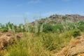 Kans grass, Saccharum spontaneum, at Rao Jodha Desert Rock Park, Jodhpur, Rajasthan, India. Near the historic Mehrangarh Fort ,
