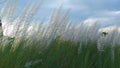 Kans Grass Saccharum spontaneum sky background | Kashful | blue sky