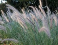 Kans Grass, saccharum spontaneum, White fluffy wild flower. Wild fluffy grass in a forest Royalty Free Stock Photo
